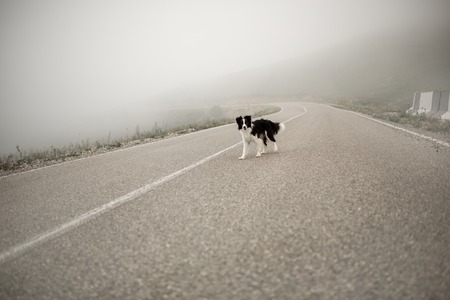 wet black and white dog border collie stand on road in fogの写真素材