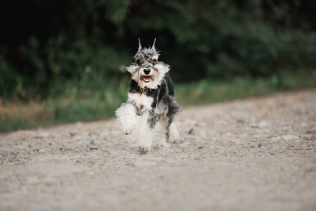 amazing cute black and white schnauzer run forwardの写真素材