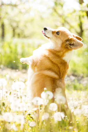 front portrait cool corgi dog stands on its hind legs in the sunny parkの写真素材