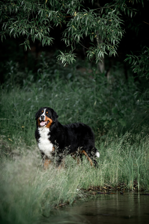 portrait beautiful Bernese mountain dog stay in the parkの写真素材