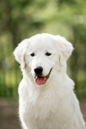 amazing portrait cute dog morema siton grassの写真素材