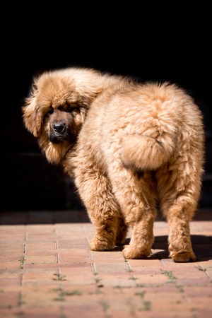 amaizing Tibetan mastiff dog stay in the sunny parkの写真素材
