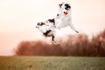 black and white dog border collie jump in to the sky in fieldの写真素材