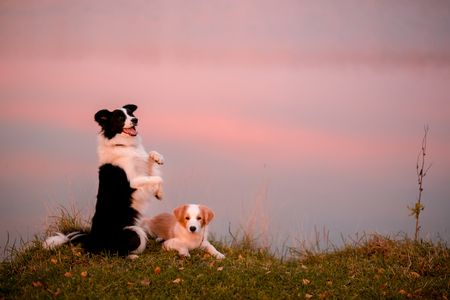 red puppy Border collie and black and white dog on grass. sunset. lake on background