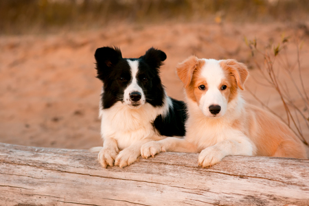 red puppy Border collie and black and white dog at the beach on tree. sunsetの写真素材
