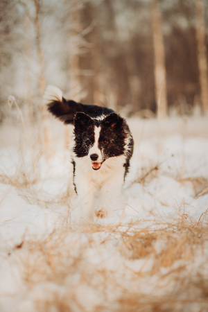 Young Female black and white Border Collie running In Snow During Sunset. winter forest on backgroundの写真素材