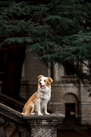 Adorable red dog border collie sitting on railing and playing trick with happiness faceの写真素材