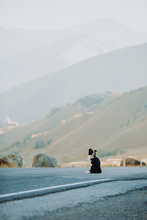 beautiful black and white dog border collie sitting on the road in the desert around the mountain. space for textの写真素材