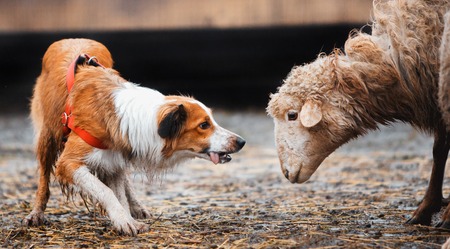two border collie dog red-haired black and white grazing sheep in the paddock. raw dog. sports...
