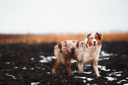 Portrait of dog border collie in field of gold stay on ground. a field of cerealsの写真素材