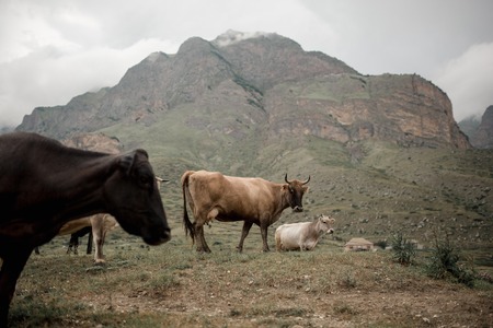milck cow with grazing on Switzerland Alpine mountains green grass pasture over blue skyの写真素材