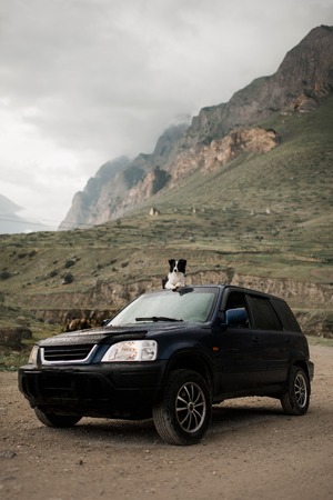 beautiful black and white dog border collie lay on car on mountains road and look in camera. in the background mountainsの写真素材
