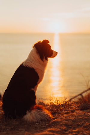 lovely dog border collie sits on the edge of the cliff by the blue sea during an incredible sunset and looks into the cameraの写真素材
