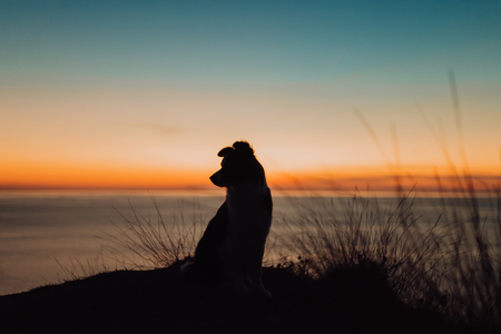 beautiful dog border collie sits on the edge of a cliff near the blue sea during an incredible sunset and looks into the camera. silhouetteの写真素材