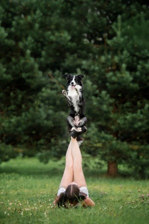 Cute black and white border collie stay on leg his owner in forest under treeの写真素材