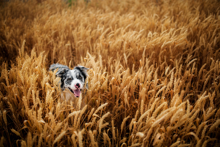 Portrait of dog border collie in field of gold. a field of cerealsの写真素材