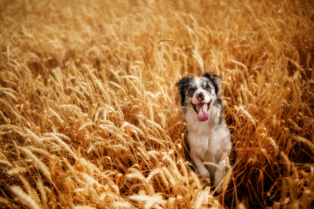 Portrait of dog border collie in field of gold. a field of cerealsの写真素材