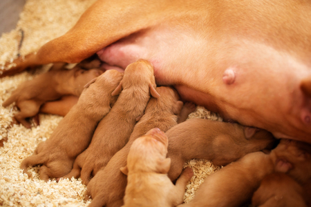 a happy Vizsla is a dog with young puppies lies in the sawdust and feed themの写真素材