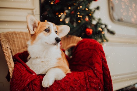 Pembroke Welsh Corgi puppy in a red plaid on chairの写真素材