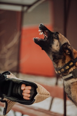 Aggressive german shepherd guards barking. art photoの写真素材