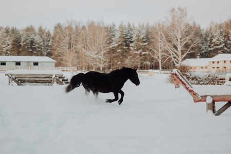 Black horse stand in winter on the white snow in forestの写真素材