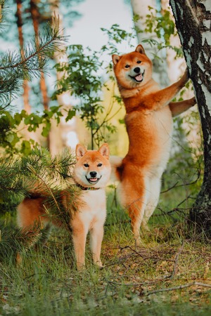 Beautiful puppy and dog sits on the field in colors. Siba Inu Dog