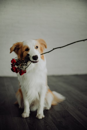 cute happy dog border collie makes a funny pose and sticks his tongue and bring flowersの写真素材