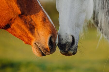 Horse close up portrait in motion on green meadowの写真素材