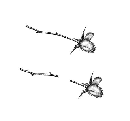 Hand drawn ink black and white cut rose illustration. Isolated on white background. Retro vintage styleの写真素材