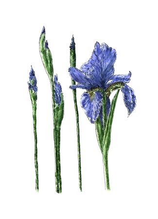Ink and watercolor purple blue iris flower illustration. Isolated on white backgroundの写真素材
