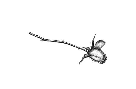 Hand drawn ink black and white cut rose illustration. Isolated on white background. Retro vintage styleの写真素材