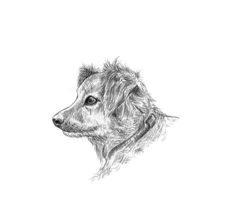 Cute dog black and white pencil portraitの写真素材