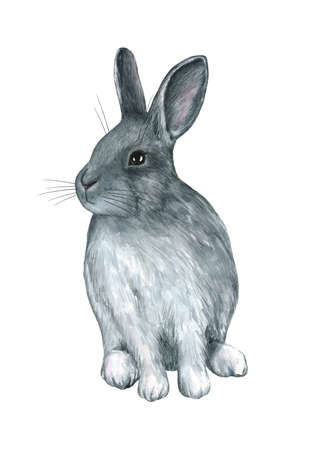 Hand drawn watercolor illustration of a cute rabbitの写真素材