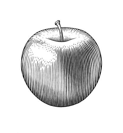 Hand drawn ink black and white illustration of an apple.の写真素材