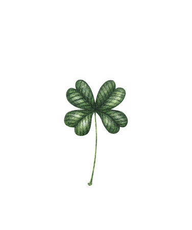 Four leaf clover. Green watercolor leave isolated on white background. Patricks Day design elementの写真素材