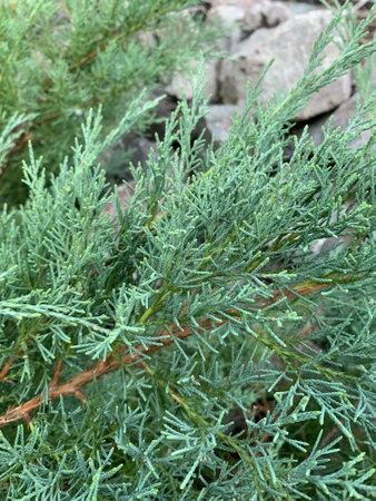 Juniper bush branch texture green and blue needle background with stones in mountainsの写真素材