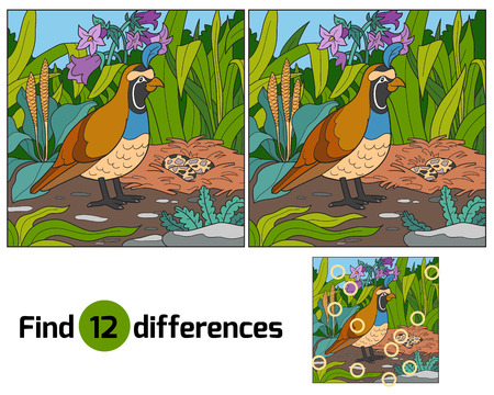 Game for children: Find differences (quail and background)のイラスト素材
