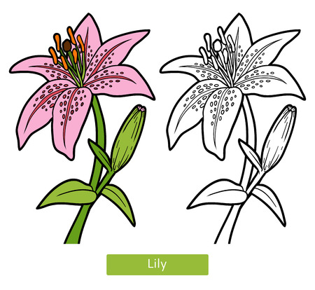Coloring book for children, flower Lilyのイラスト素材