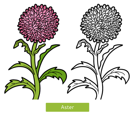 Coloring book for children, flower Asterのイラスト素材