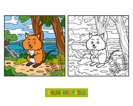 Coloring book for children, Quokkaのイラスト素材