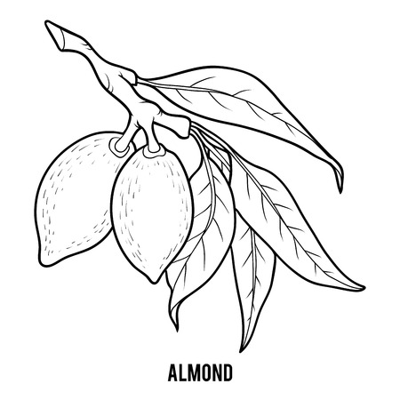 Coloring book for children, Almond branchのイラスト素材