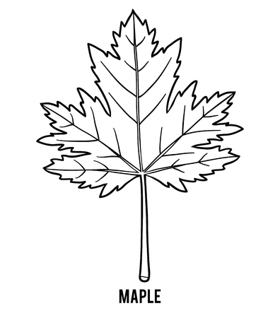 Coloring book for children, Maple leafのイラスト素材