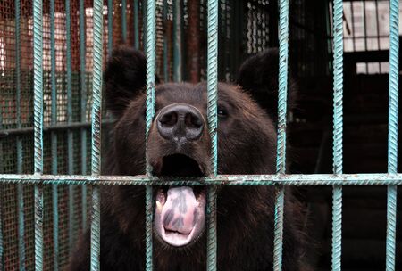 Brown bear sitting in a cage and growls, Krasnoyarsk region, Russiaの写真素材