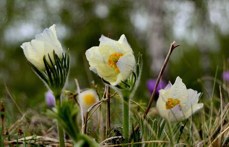 Fresh spring flowerの写真素材