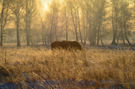 Horse in a meadow at sunrise in winterの写真素材