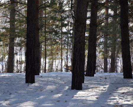 Pine forest in winter.Winter landscape. Siberian roe deer behind pine trees in winterの写真素材