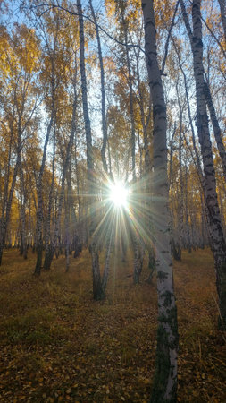 Sunny autumn birch grove with yellow leaves and sunbeamsの写真素材