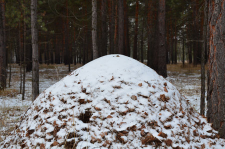 large anthill in the snow in a pine forest in late autumnの写真素材