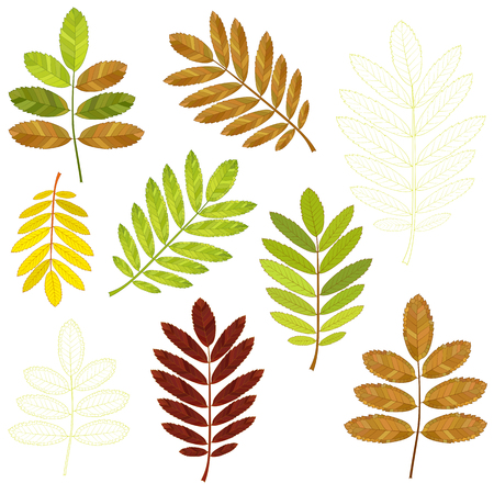 colorful mosaic rowan leaves. isolated. easy to modify. vector illustration.のイラスト素材