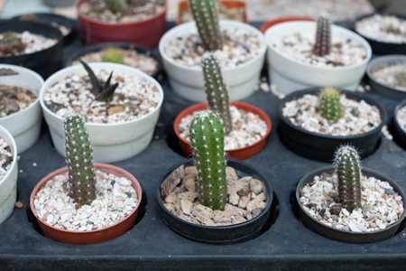 Cactus flowers in potの写真素材